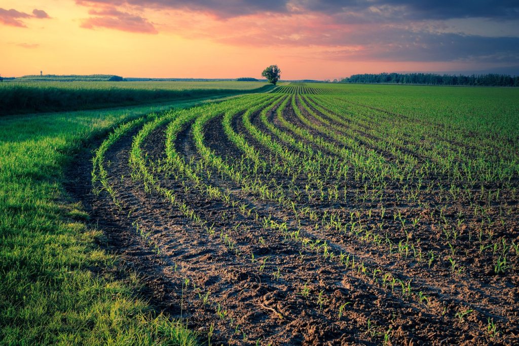 field, arable, ordered